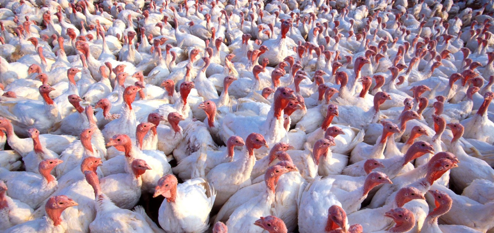 Gripe aviar: ¿debemos preocuparnos?
