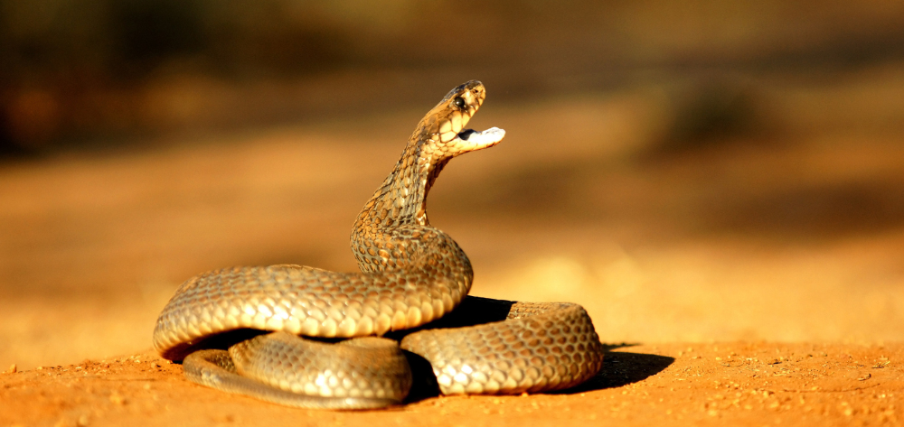 Mozambique Spitting Cobra