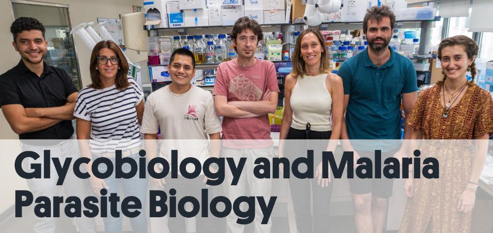 Glycobiology and Malaria Research Group