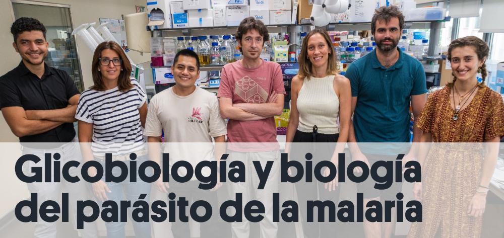 Glycobiology and Malaria Research Group