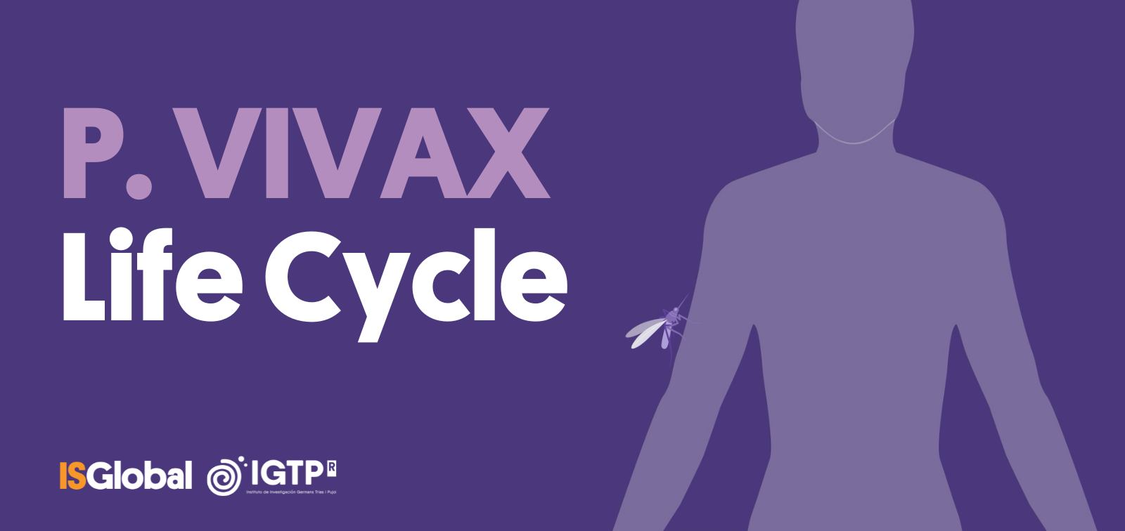 P. Vivax Life Cycle