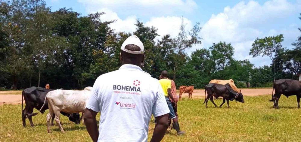 BOHEMIA Project field worker with cattle on the background