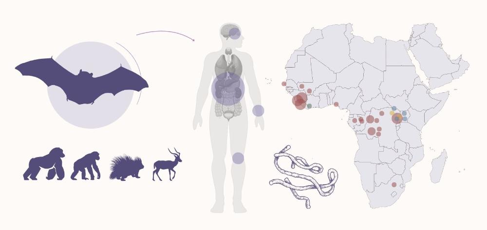 Iconos que representan el ébola: transmisión (murciélagos y otros animales que pueden infectarse), síntomas (cuerpo humano), dibujo del virus del Ébola y mapa de África con círculos que representan los principales brotes.