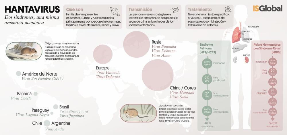 Infografia sobre la familia de hantavirus: qué son, qué enfermedades causan y cómo se transmiten.