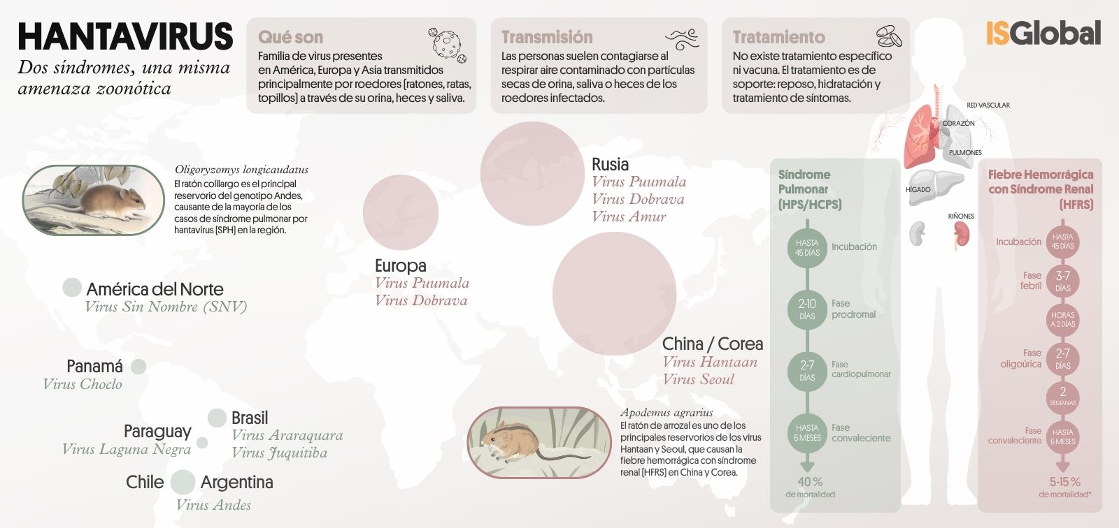 Infografia sobre la familia de hantavirus: qué son, qué enfermedades causan y cómo se transmiten.