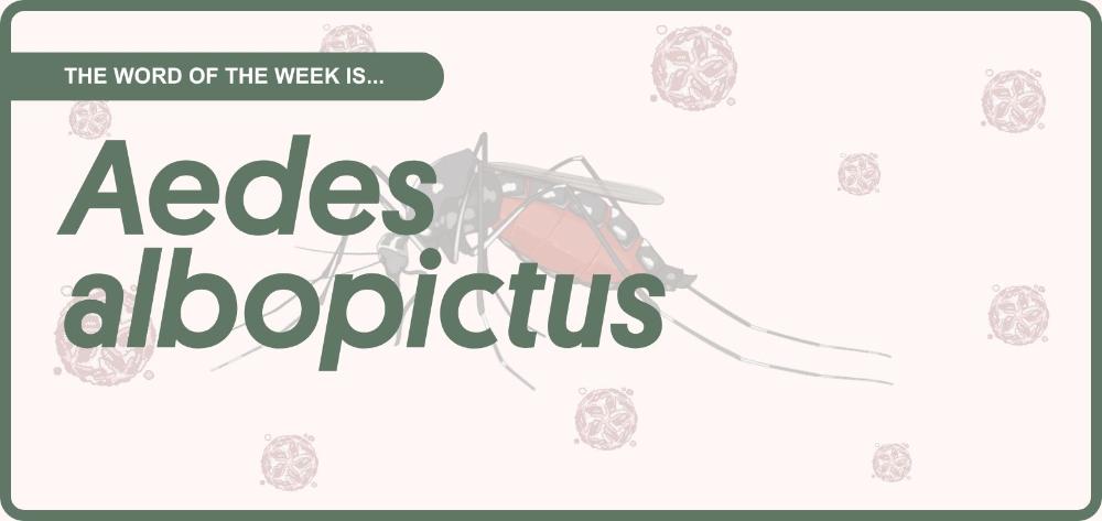 Front page with the headline “The word of the week is… Aedes albopictus”, featuring an illustration of a tiger mosquito against a background with virus motifs.