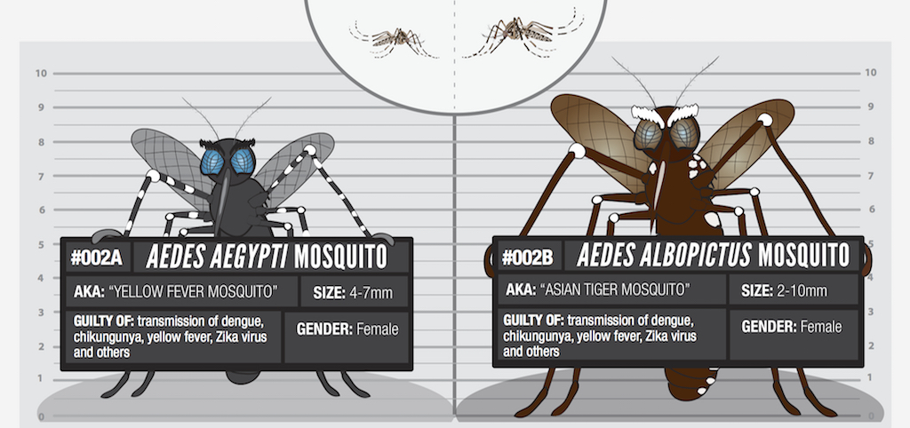 Sospechosos habituales: 002 mosquito Aedes
