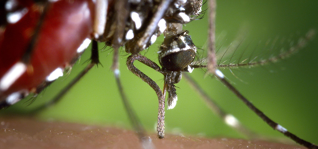 Mosquitoes: World's Deadliest Animal - News - ISGLOBAL