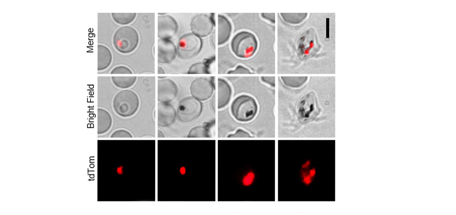 Fluorescence microscopy of the sexual stages of the new malaria parasite reporter line showing red fluorescence under the control of gexp02 promoter