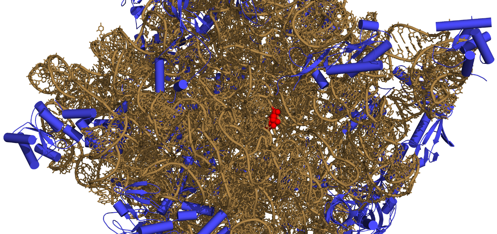 Subunit of the ribosome