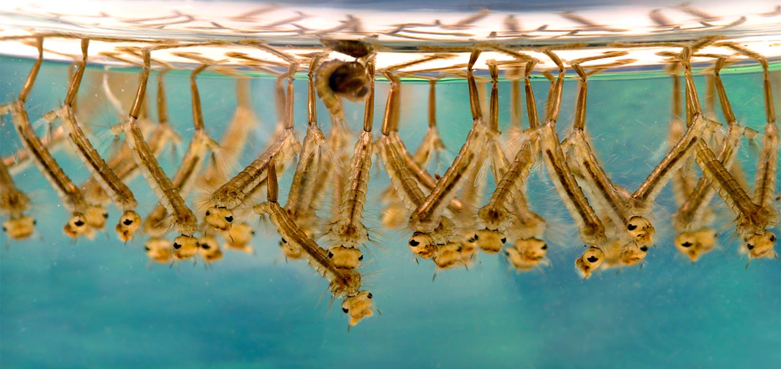 Mosquito 'Culex sp' larvae