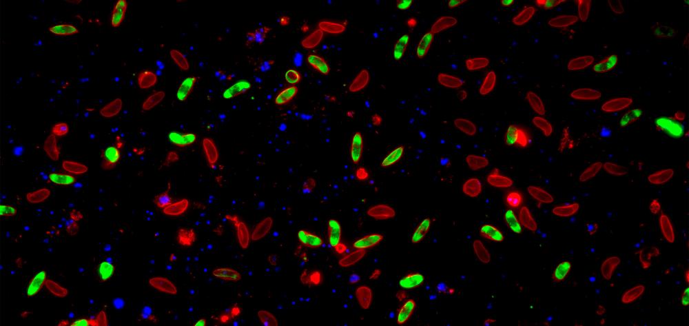 Conversión sexual masiva del parásito Plasmodium falciparum in vitro