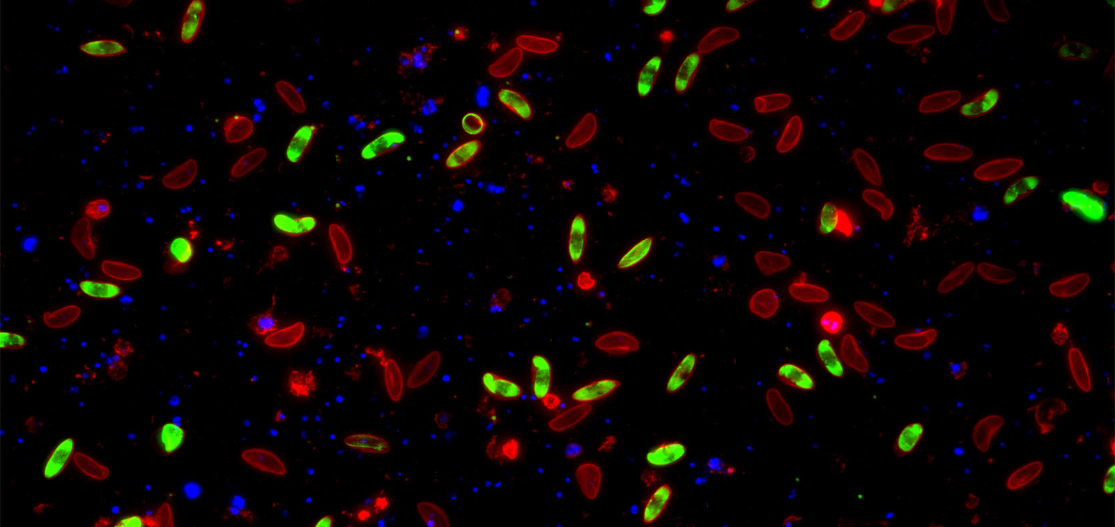 Conversión sexual masiva del parásito Plasmodium falciparum in vitro