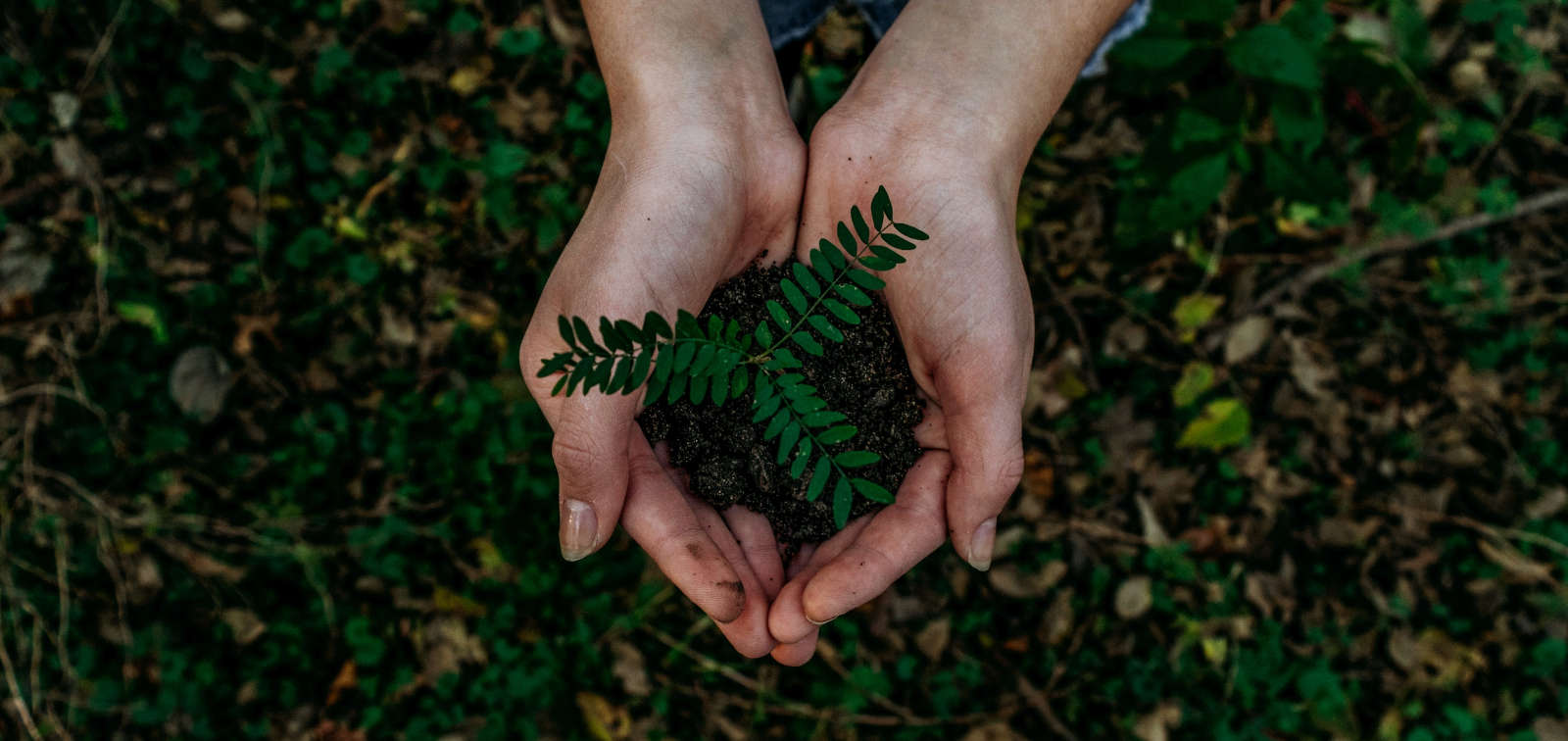 Hands holding a plant