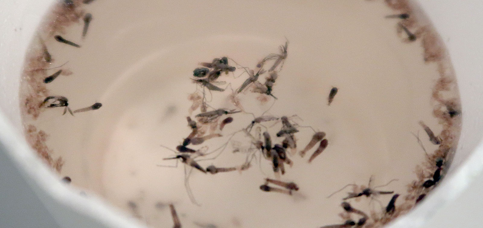 Mature adult Anopheles mosquitoes emerge from pupae
