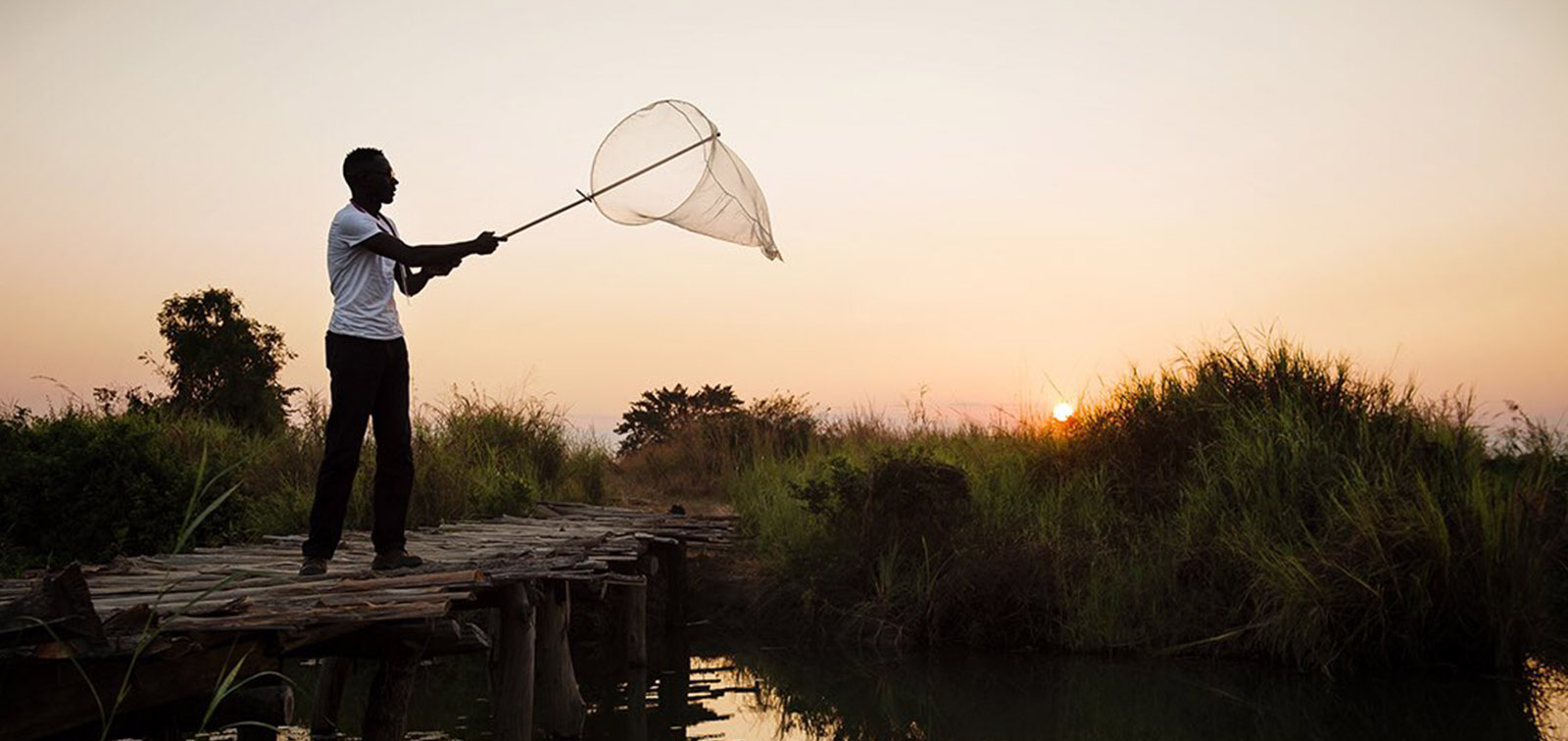 Mosquitoes swarm hunting in the sunset