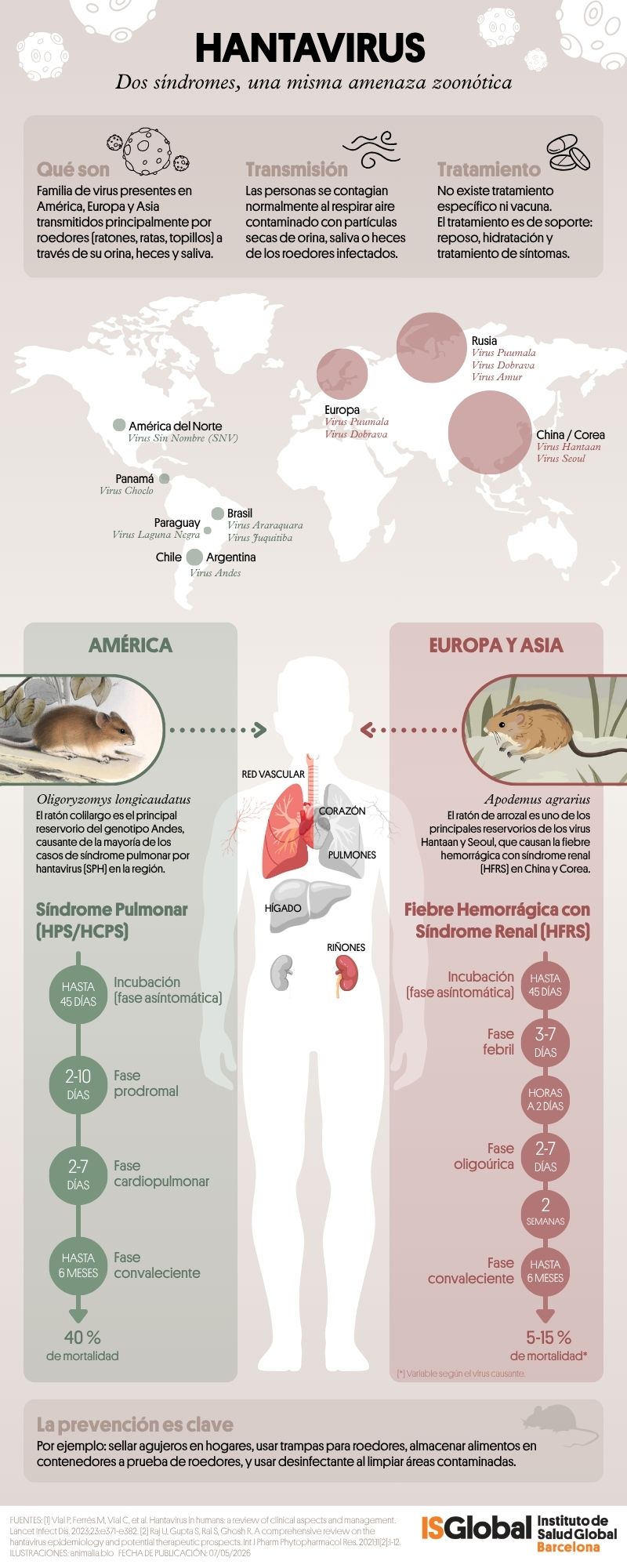 Infografía sobre la distribución de los hantavirus, la transmisión y las enfermedades causadas